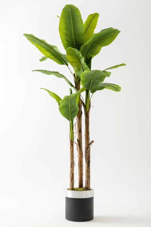 Yapay Muz Ağacı 220 Cm Siyah Gümüş Metal Saksı