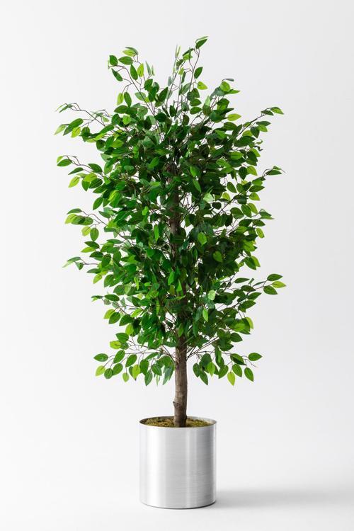 Yapay Benjamin Ağacı 200 Cm
