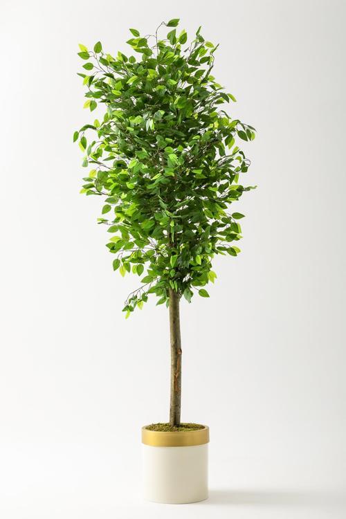 Yapay Benjamin Ağacı 180 Cm Krem Gold Metal Saksı