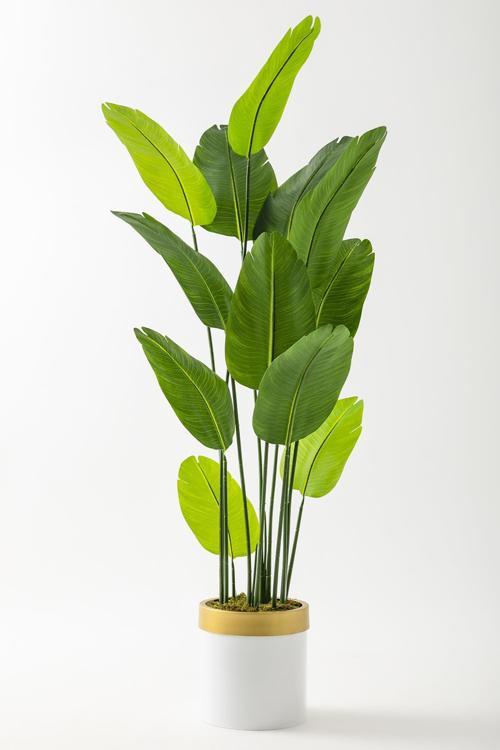 Yapay Starliçe Ağacı 180 Cm Geniş Yapraklı Beyaz Gold Metal Saksı