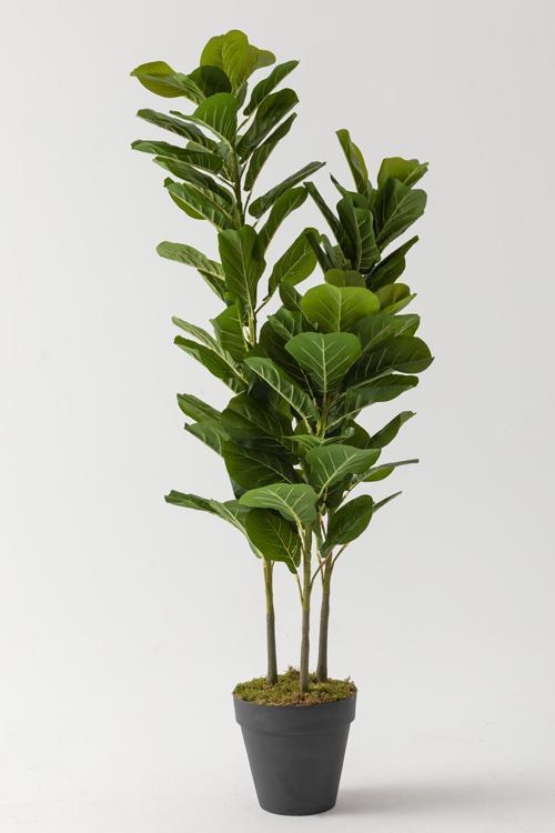 Yapay Kauçuk Ağacı 140 Cm