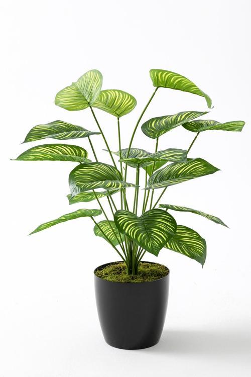Yapay Salon Köşe Çiçeği Devetabanı Yeşil Sarı 65 Cm