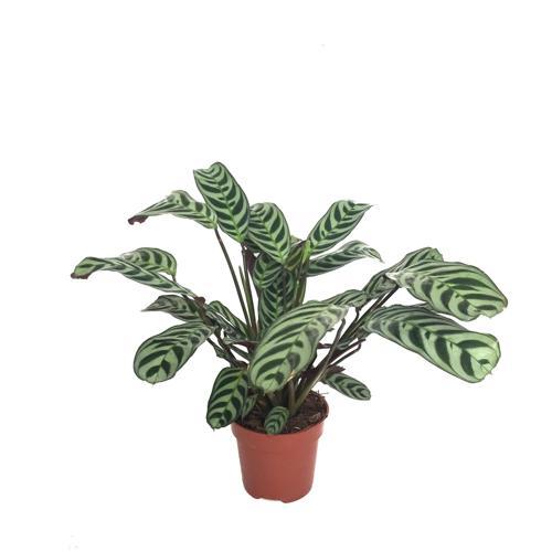 Ctenanthe 'Burle Marxii'