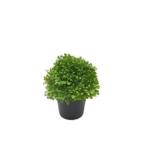 Selaginella Apoda (Süs Yosunu)