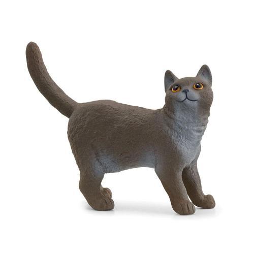 British Shorthair Kedi 13973