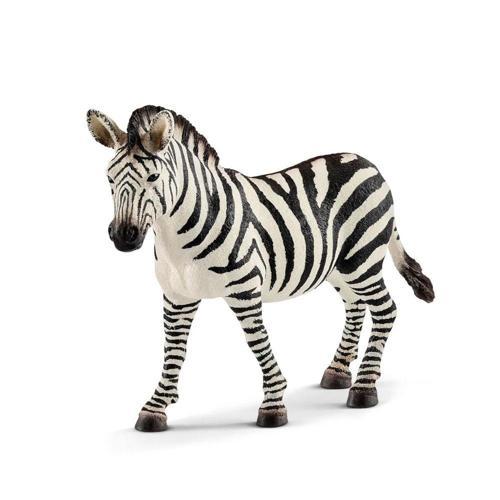 Dişi Zebra 17094