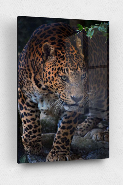 Leopar Cam Tablo, Leopar Tablo, Doğa Tabloları, Duvar Dekor, Büyük Tablo, Cam Duvar Tablo