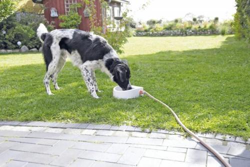 Köpek Kedi Suluğu 1,5lt 24x10x23cm