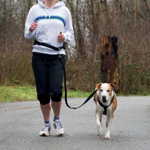 Köpek Koşu Yürüyüş Bel Kemeri ve Kayışı