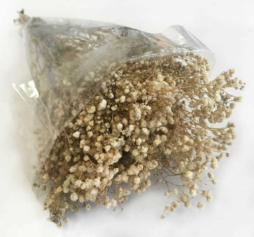 ÇİÇEK DOĞAL CİPSO 50 GR NATUREL 1 PAKET
