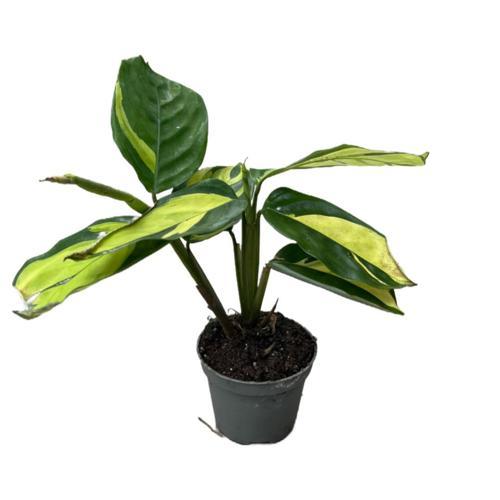 Ctenanthe Lubbersiana ‘Golden Mosaic’ (Dua Çiçeği)