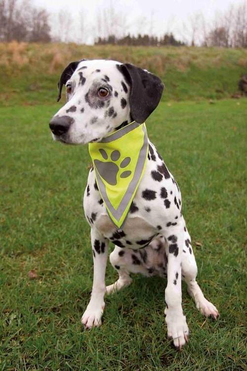 Köpek Bandanası S-M 29-42cm