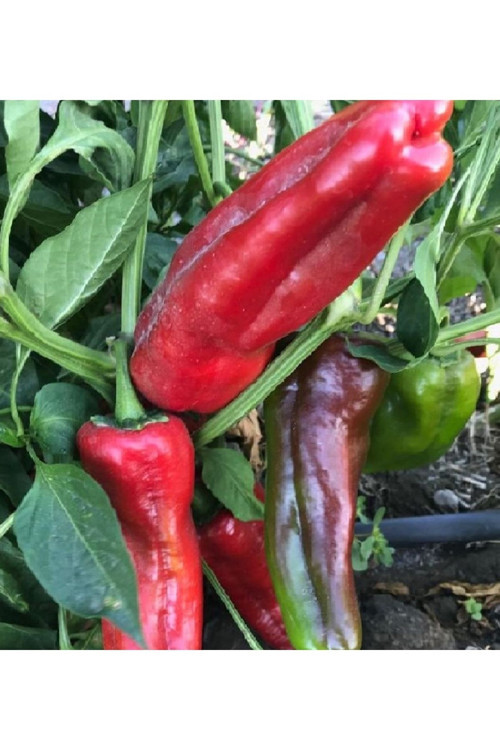 Çoker Üçburun Köy Biberi (Mozamort) Tohumu
