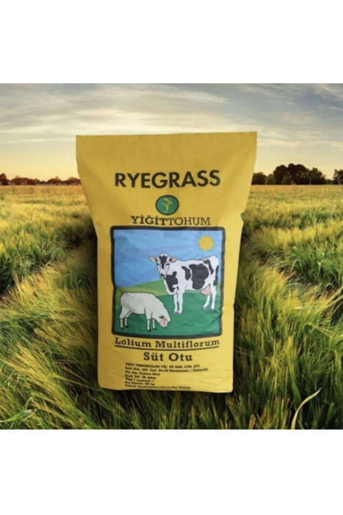 Tohum Ryegrass Süt Otu (İtalyan Çimi) Tohumu 25 Kg
