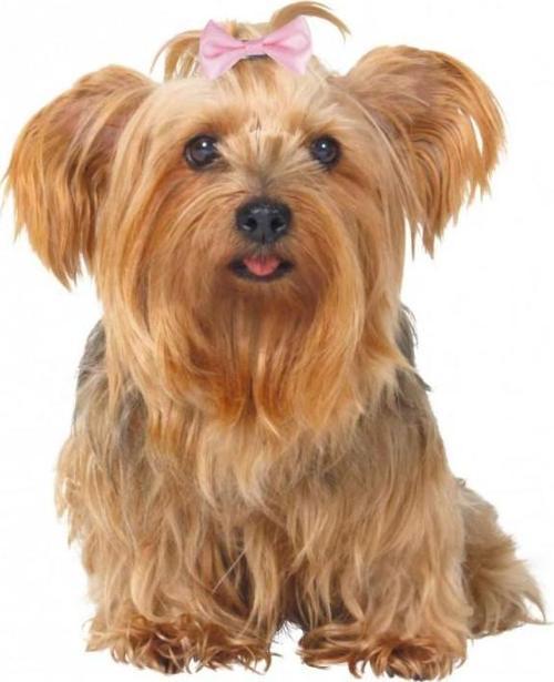 Köpek Saç Tokası 4-5,5cm 10 Adet