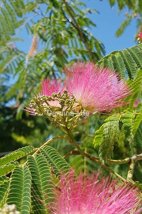 Gülibrişim Ipek Ağacı Fidesi 1 Adet ( Albizia Julibrissin )