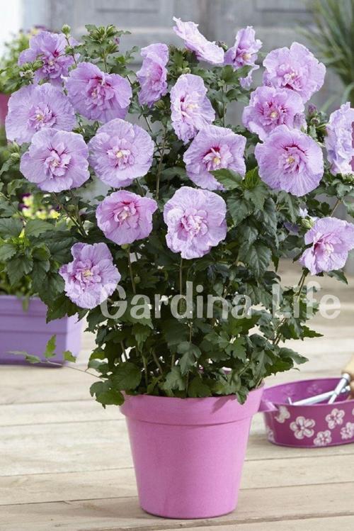 Hatmi Çiçeği Fidanı Lavanta Rengi Katmerli ( Hibiscus Syriacus Lavender Chiffon )