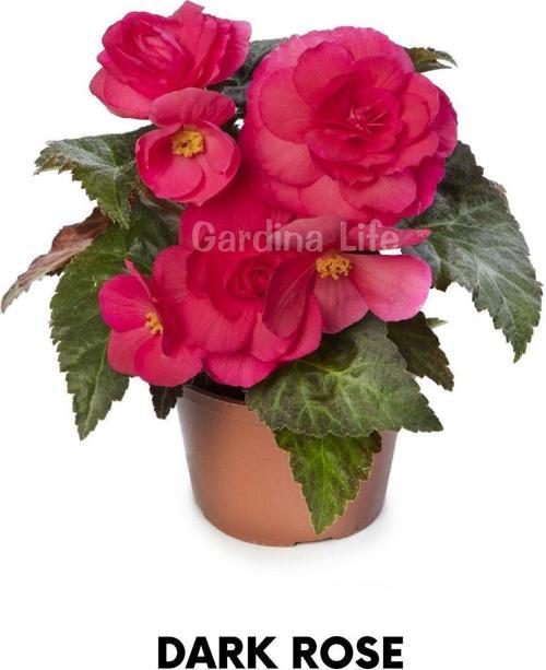 Begonya Çiçeği Fidesi ( Begonia Tuberhybrida) Rose 1 Adet