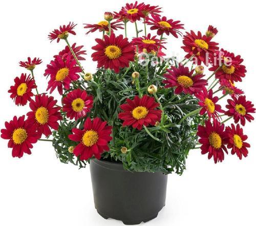 Çeşme Papatyası Fidesi 1 Adet Red ( Argyranthemum Frutescens )