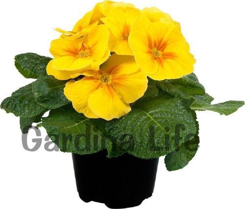 Çuha Çiçeği Fidesi ( Primula ) Yellow 10 Adet