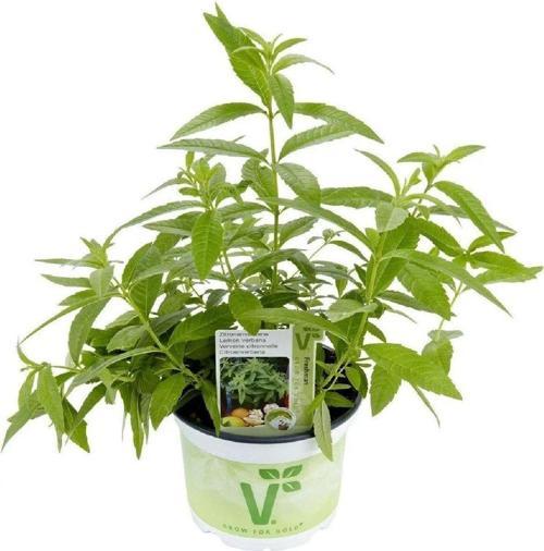 Yoğun Kokulu Limon Otu Fidesi ( Lippia Citriodora ) Freshman 1 Adet
