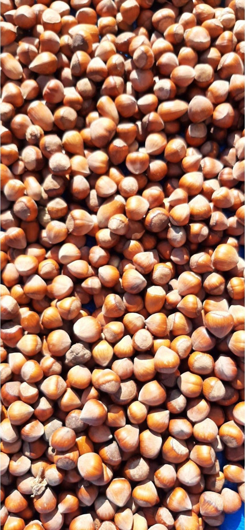 Kabuklu Fındık(Baklavalık--Çerezlik.)