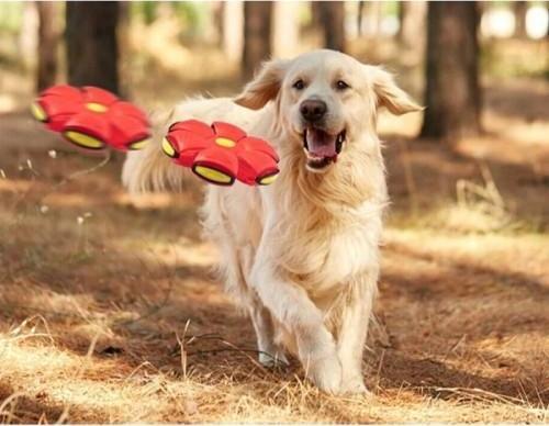 Büro Ev Ofis Evcil Pet Hayvanı için Işıklı Zıplayan Frizbi Kedi Köpek Topu