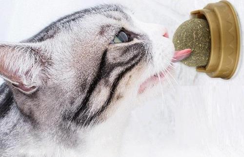 Kedi Otu Oyun Topu