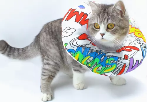 Kedi Köpek Yakalık Renkli Large No:4