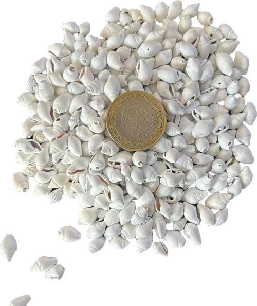 Nassa Shell Yerli Boyanmiş Kiloluk Deniz Kabuğu (1 KG