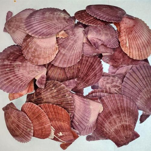 Pecten Novalis Mor Kiloluk Deniz Kabuğu (1 KG