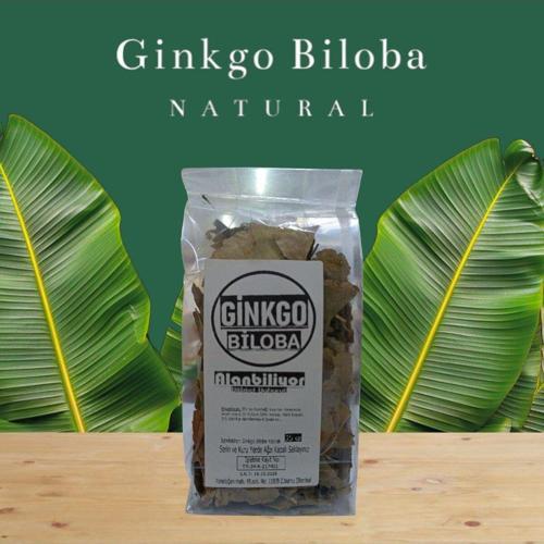 Ginkgo Biloba Mabet Ağacı 35 Gr Taze Ve Yeni Mahsül