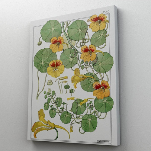 Nasturtium Çiçeği Kanvas Tablo