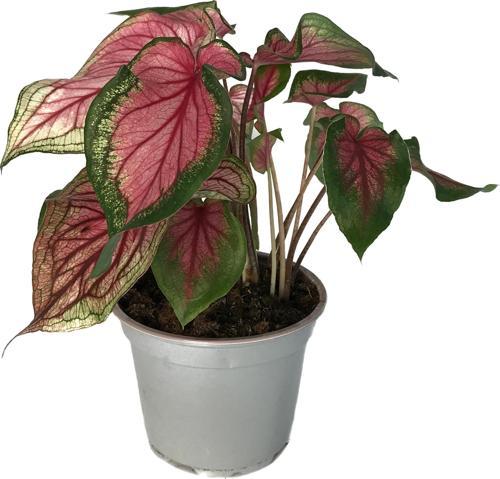 Caladium 'Florida Sweetheart' (Kaladyum Çiçeği)