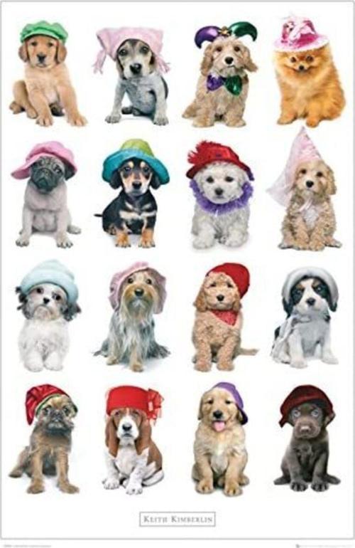 Keıth Kımberlın Puppıes Hats Maxı Poster