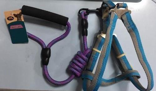 Fosforlu Köpek Yumuşak Bel Tasması Takımı Mavi Gri 15-25 Kg Köpeklere