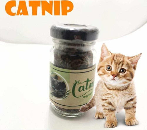 Catnip Kedi Nanesi , Kedi Otu