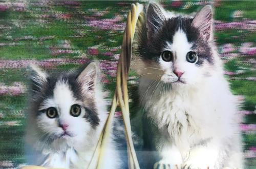3 Boyutlu Resim  Sevimli Kediler İkili Kedi Resmi Tablosu 40x60 Cm