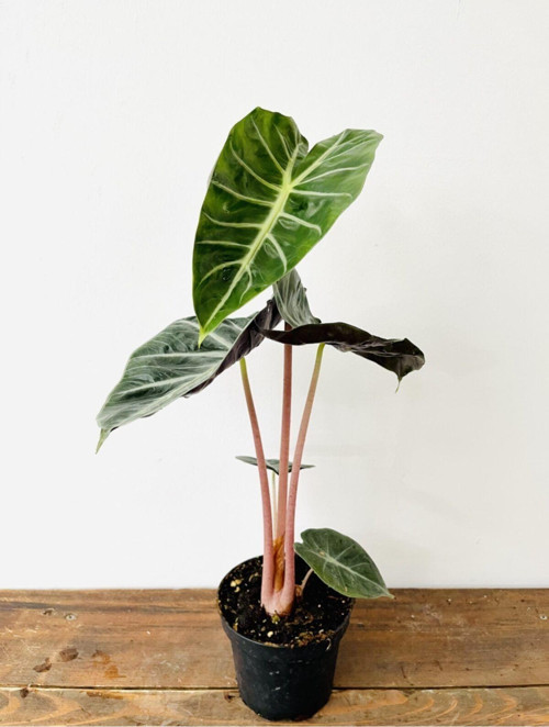 Alocasia Pink Dragon 14Cm Ø