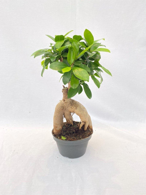 Bonsai Ficus 30 -35 Cm