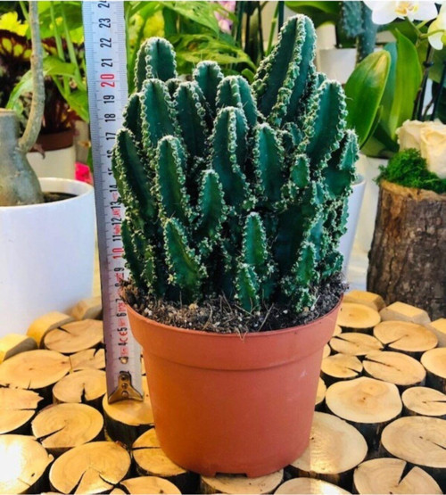 Cereus Peruvianus Florida Cactus Xl Bol Yavrulu Radrasyon Kaktüs