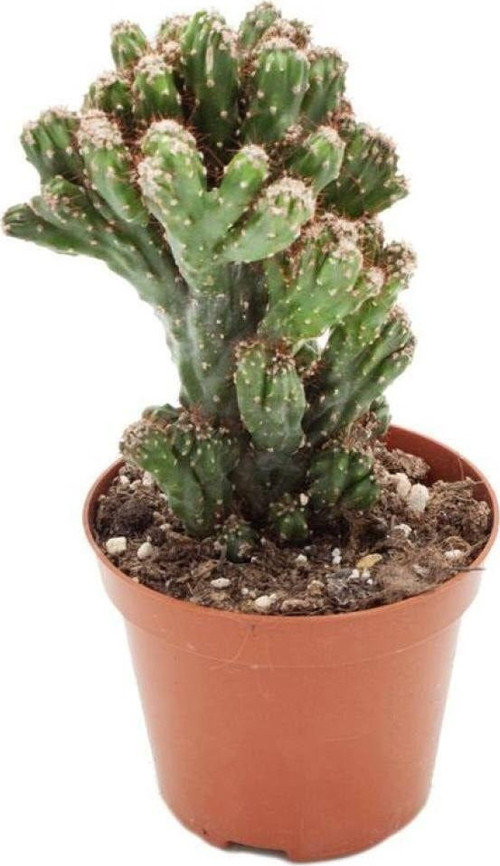 Cereus Peruvianus Monstrous 8,5 Cm Ø İthal Kaktüs