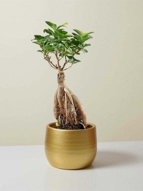Bonsai Ficus Ginseng