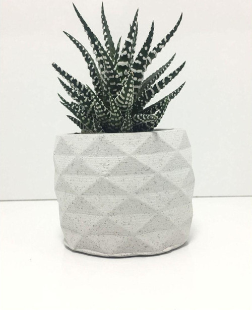 Geometrik Beton Saksı Ve Canlı Sukulent - Ye1605
