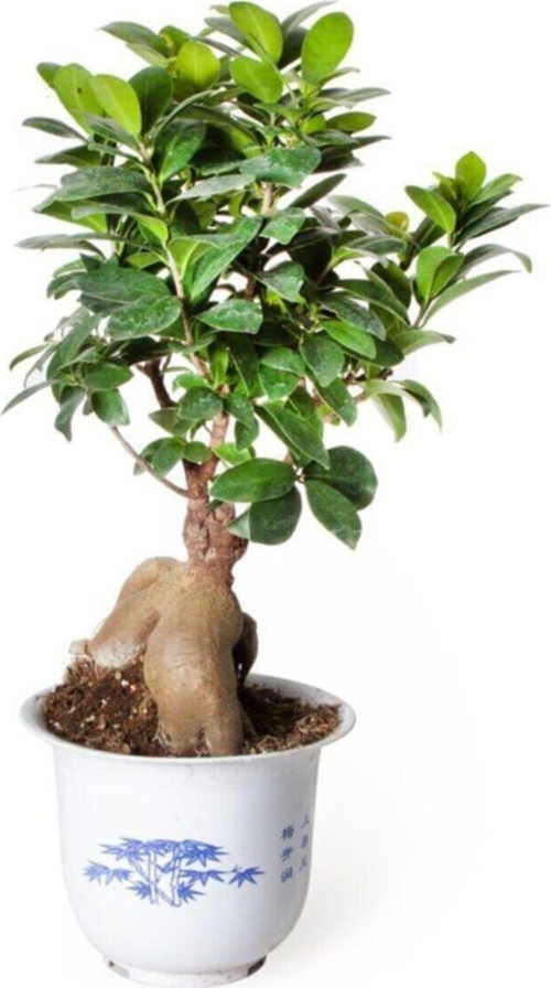 Ficus Ginseng Bonsai - Adam Ağaç - Ev Ofis Salon Iç Mekan Bitkisi - Ø:17 Cm - H:40 Cm