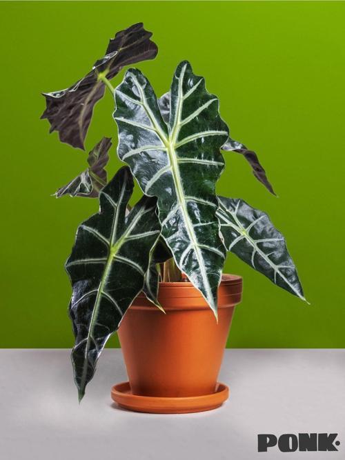 Alocasia X Amazonica 'Polly' / Fil Kulağı / Alocasia / Bitki / Çiçek