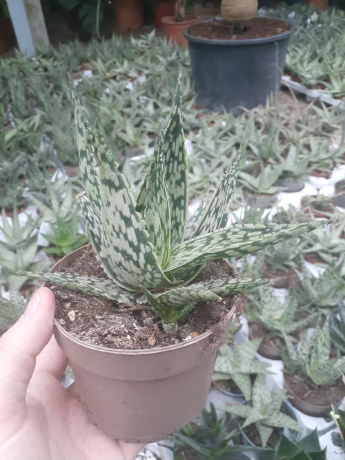 Aloe Variegata - Aloe Vera - 12 Cm Saksıda