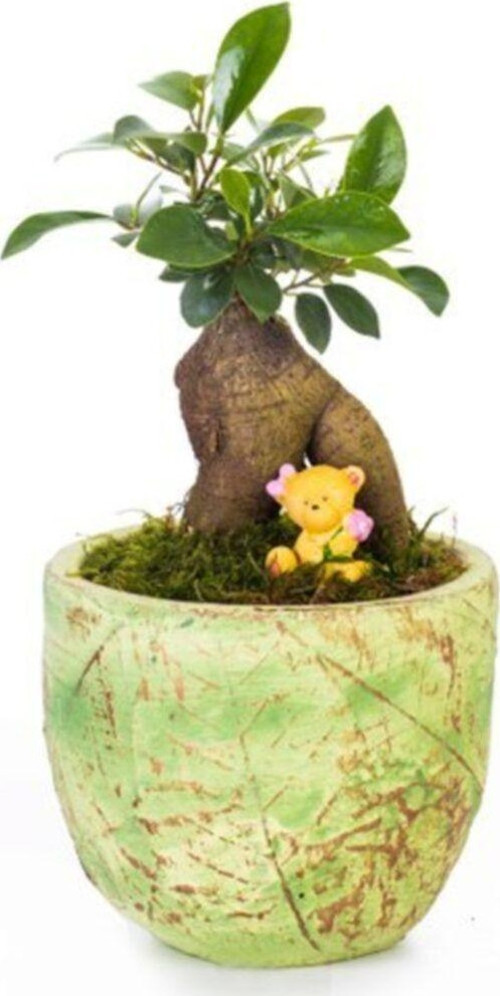 Ficus Ginseng Bonsai - Beton Saksıda Canlı Çiçek