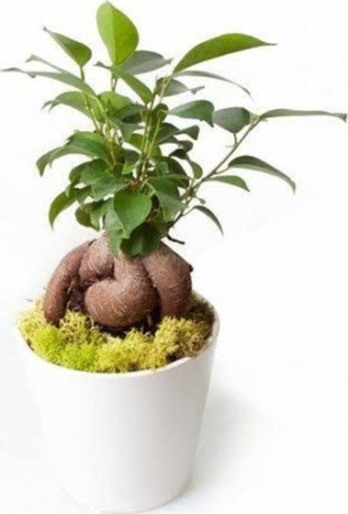 Ficus Ginseng Bonsai - Beyaz Lily