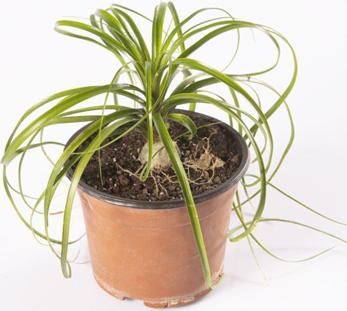 Beaucarnea Recurvata - Nolina Fil Ayağı Bitkisi